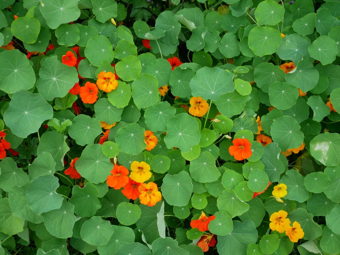 Dwarf Jewel Mix Nasurtium